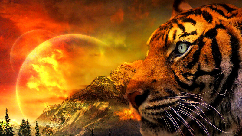 Tiger in Sunset — Orange, Dramatic