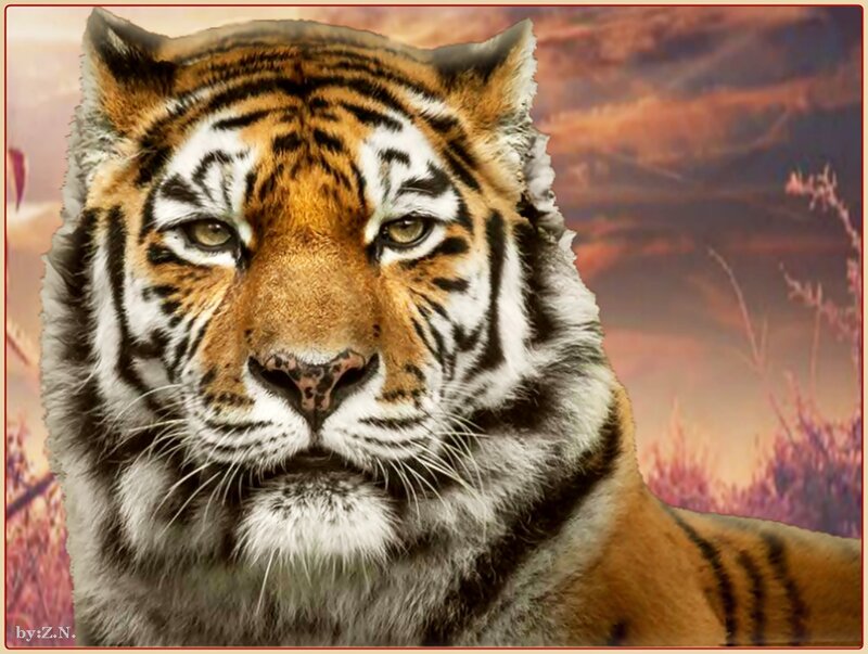 Tiger in Sunset — Orange