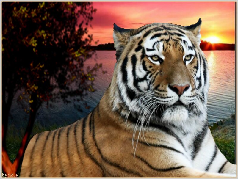 Tiger in Sunset