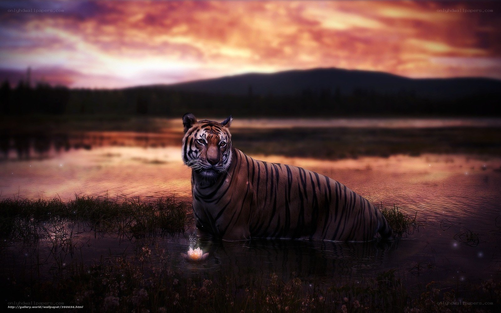 Tiger in sunset waters