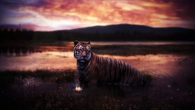 tiger in sunset waters