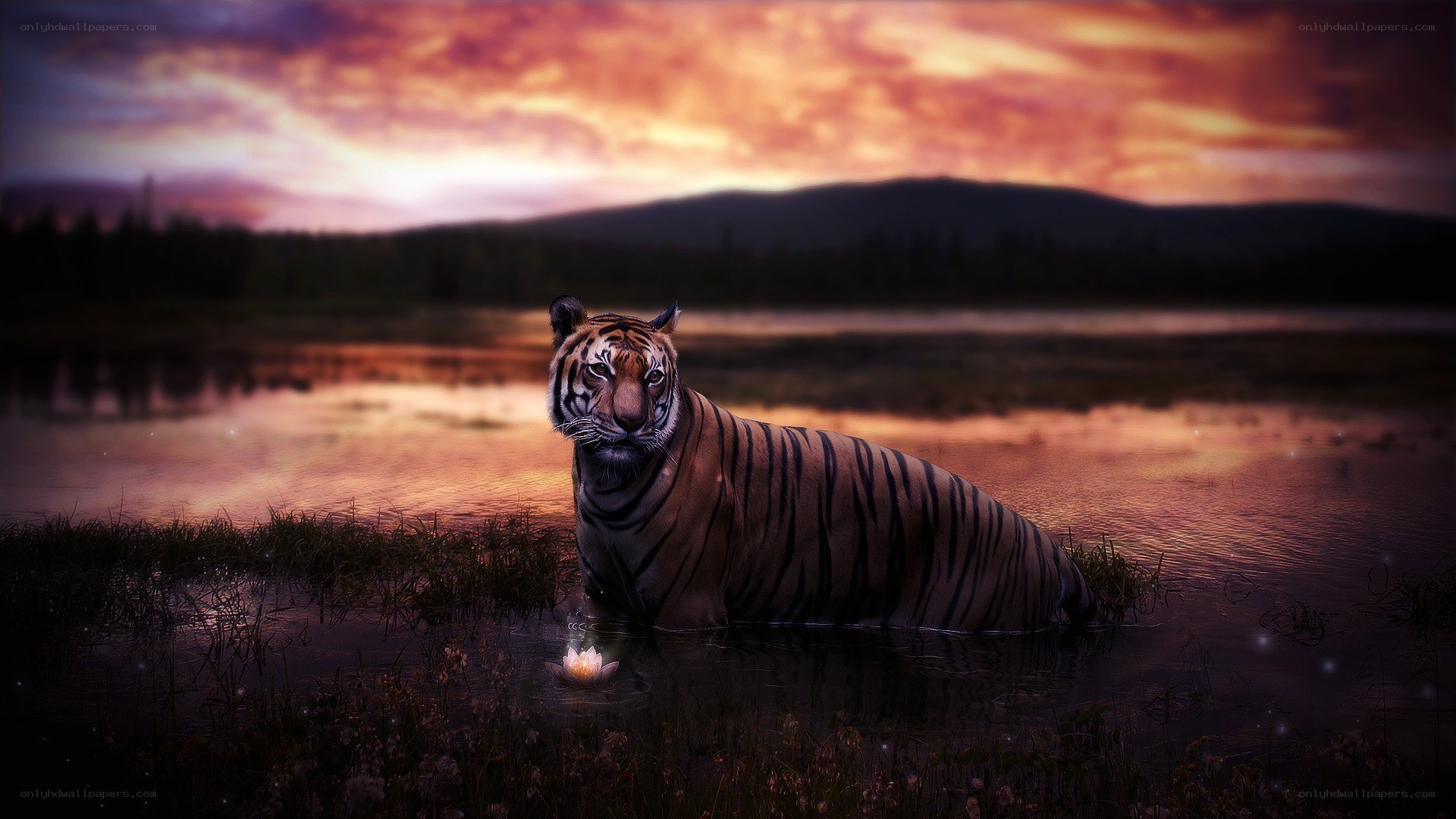tiger in sunset waters