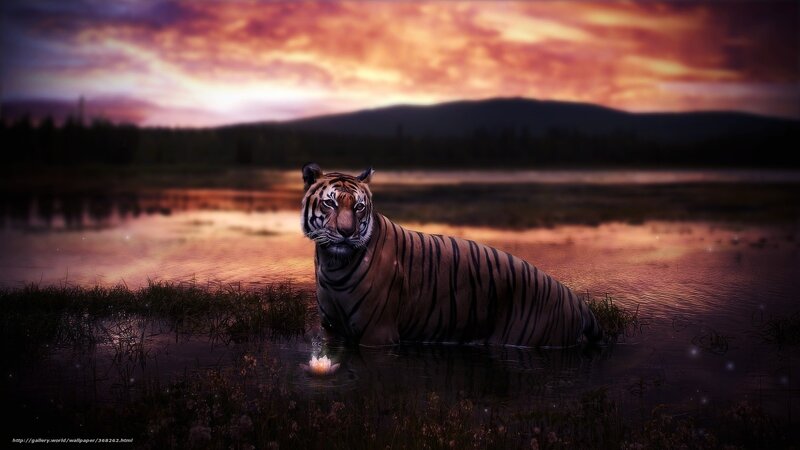 tiger in sunset waters