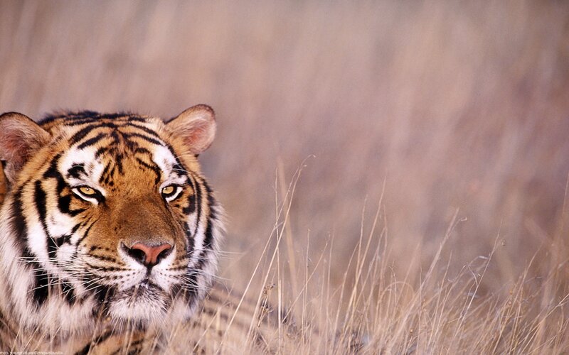 tiger in tall grass