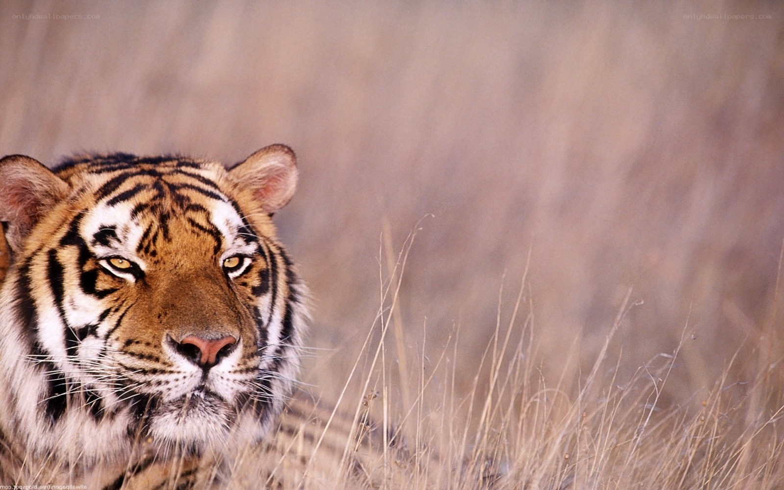 tiger in tall grass