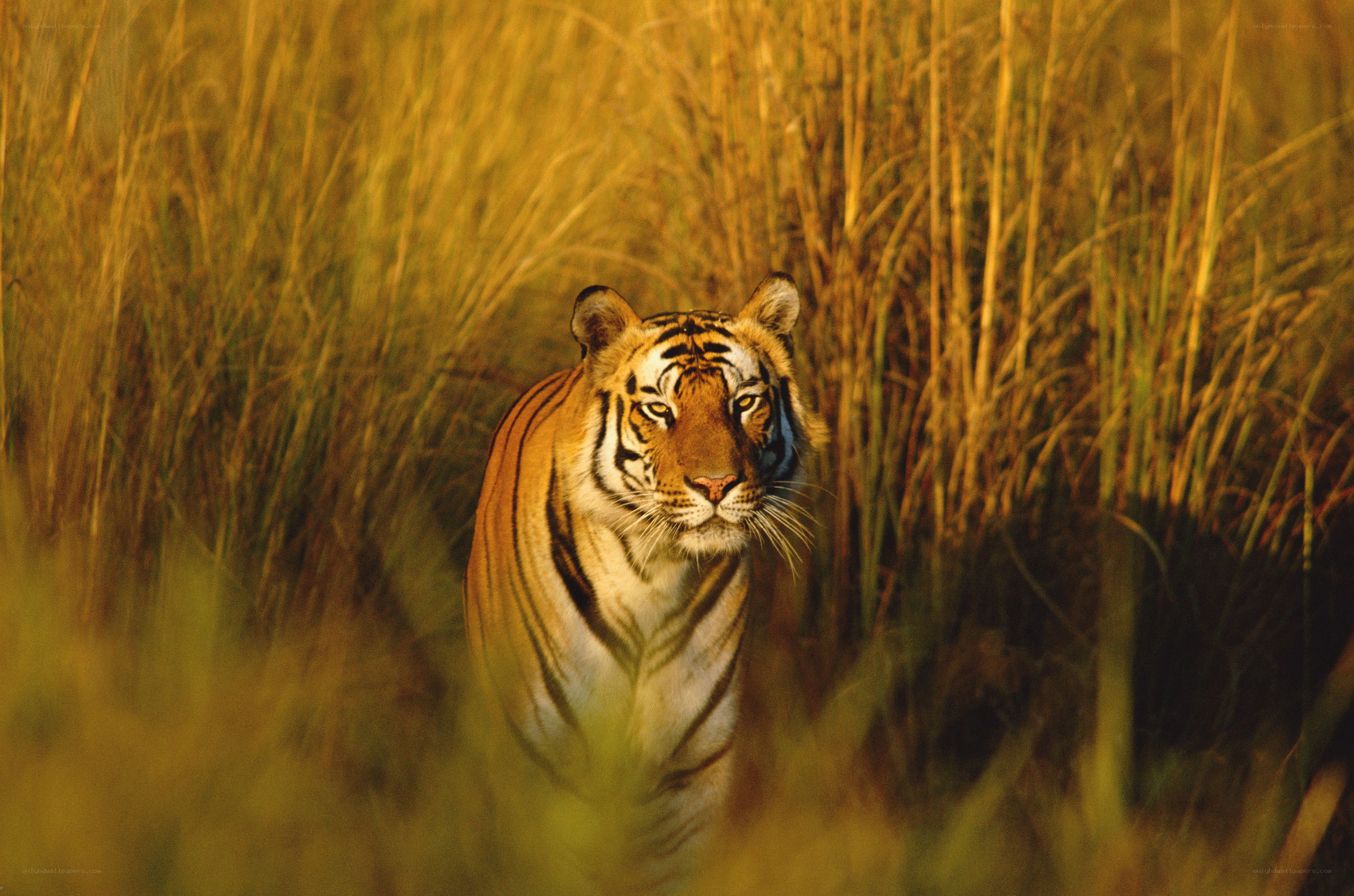 Tiger in tall grass