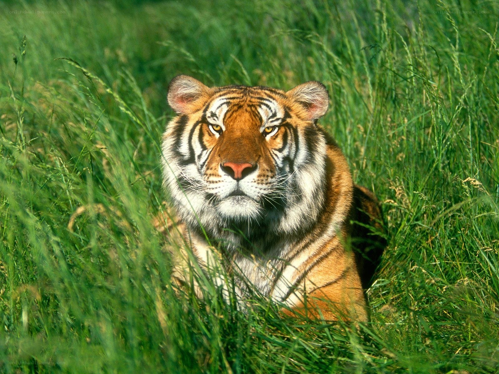tiger in tall grass