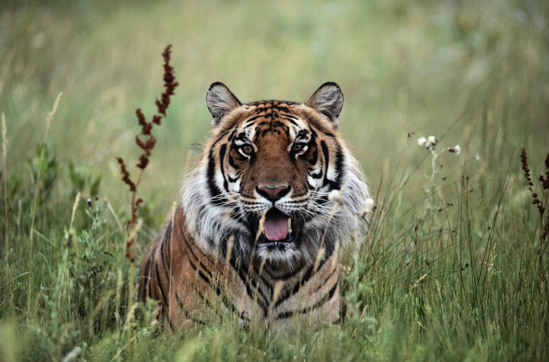 Tiger in tall grass