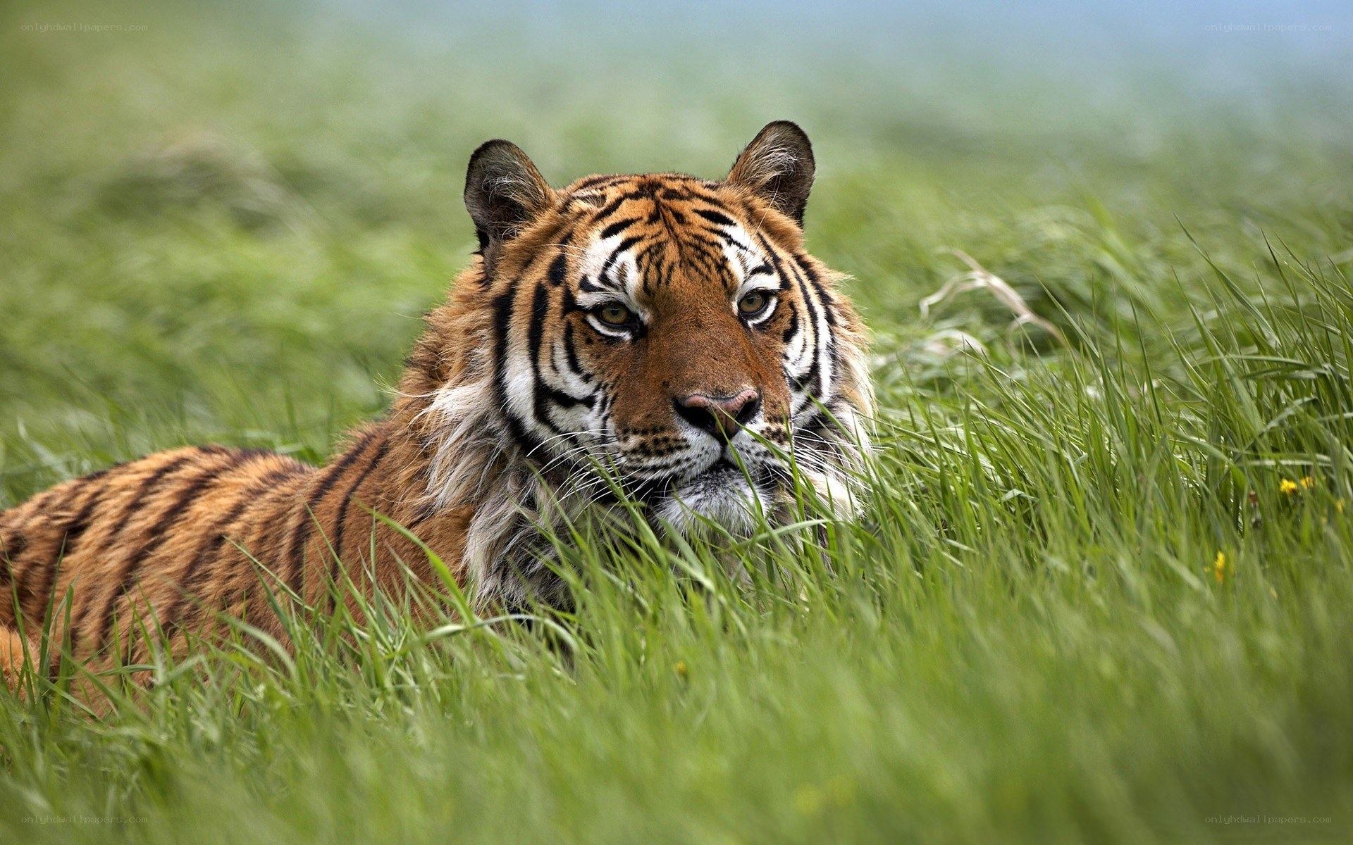 Tiger in tall grass