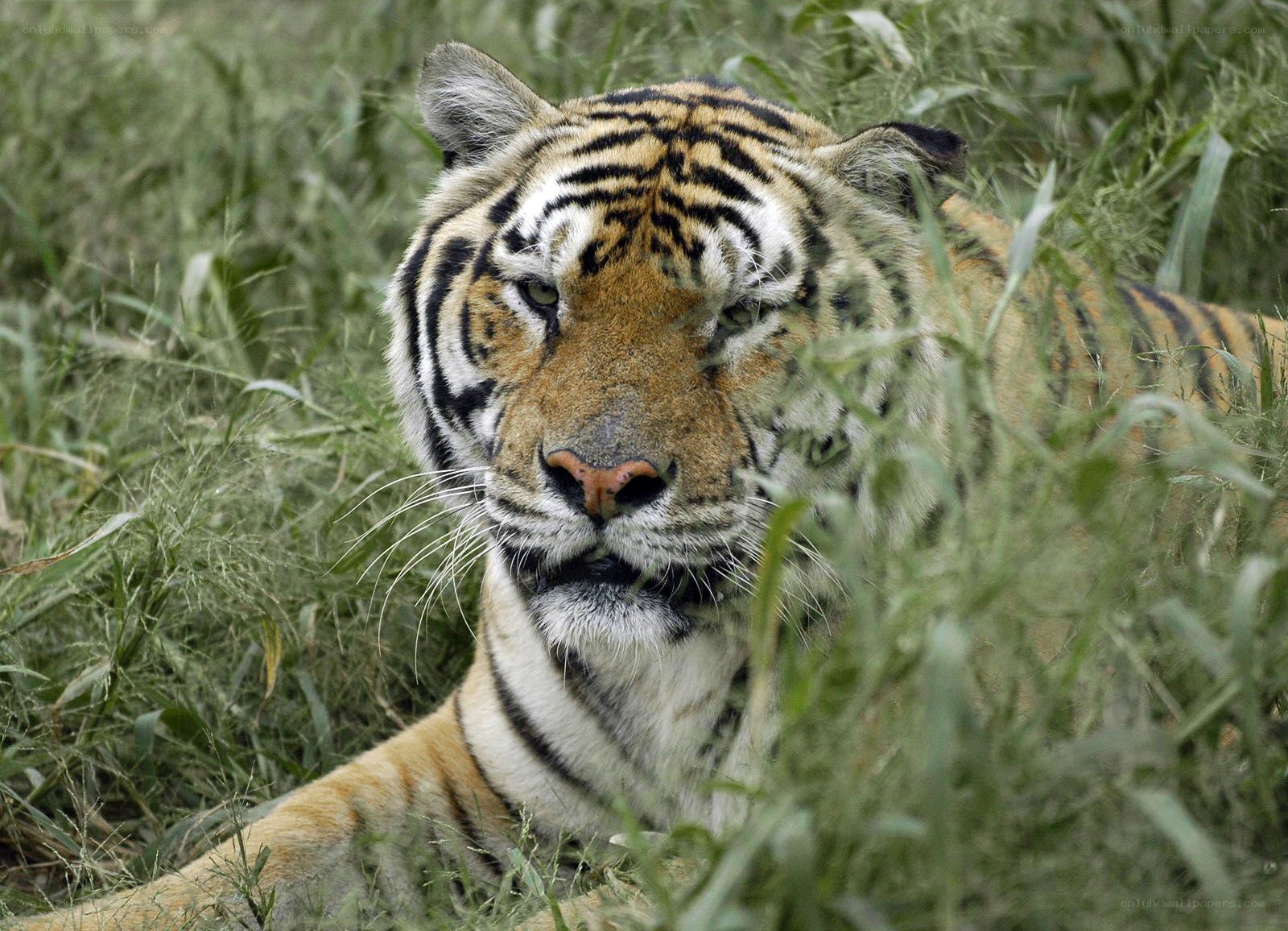 Tiger in tall grass