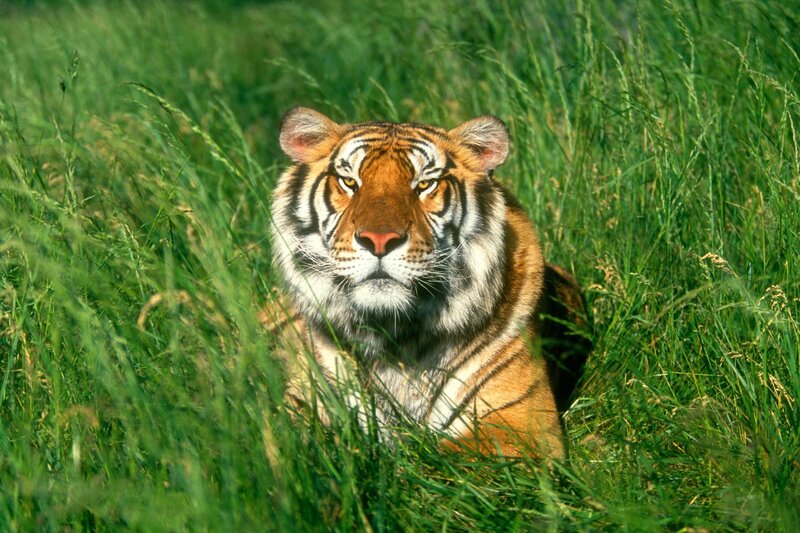 Tiger in tall grass