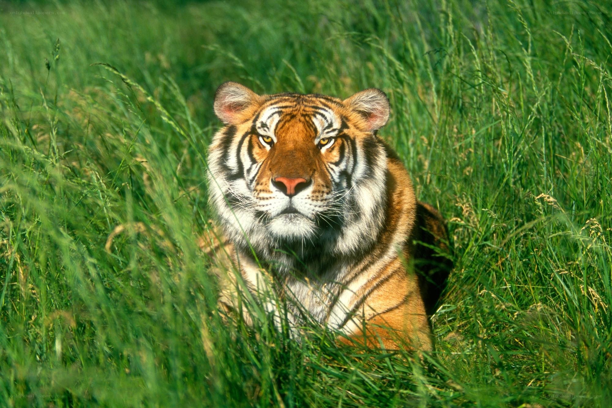 Tiger in tall grass
