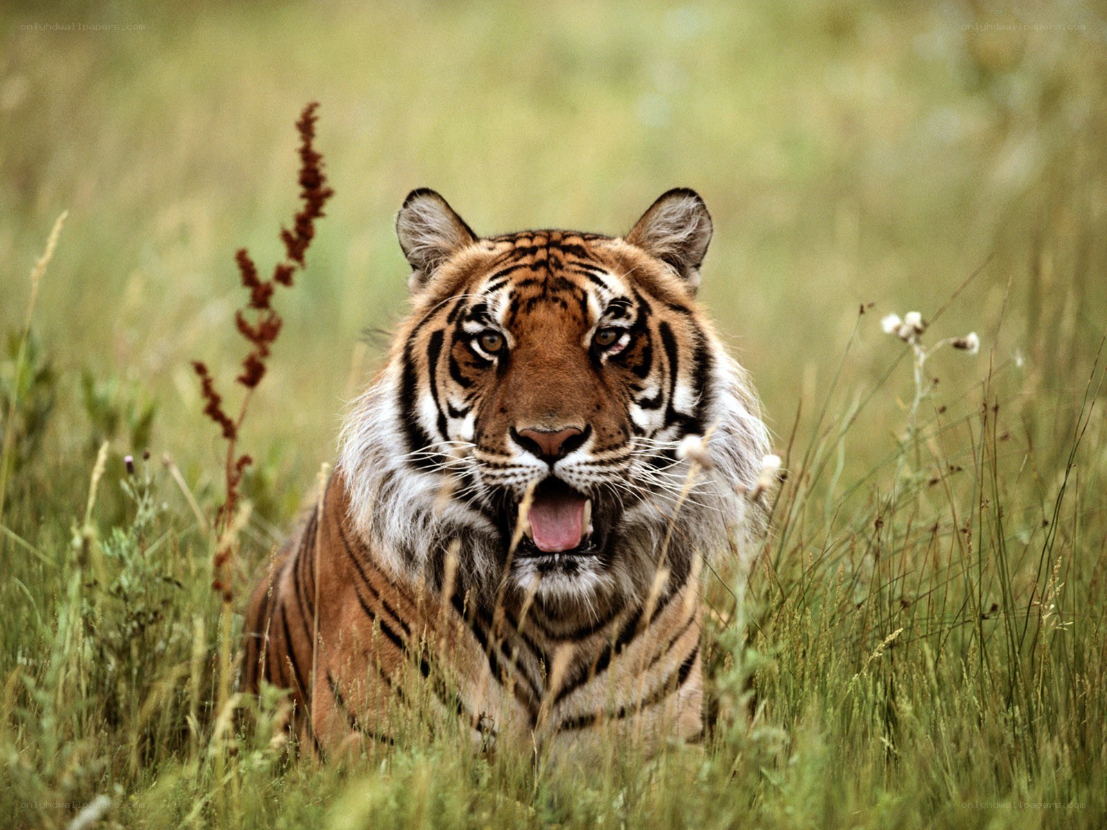 Tiger in tall grass