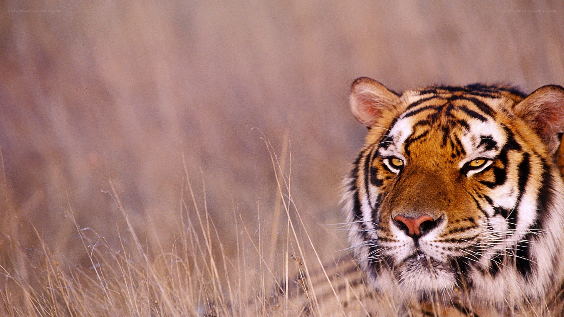 tiger in tall grass