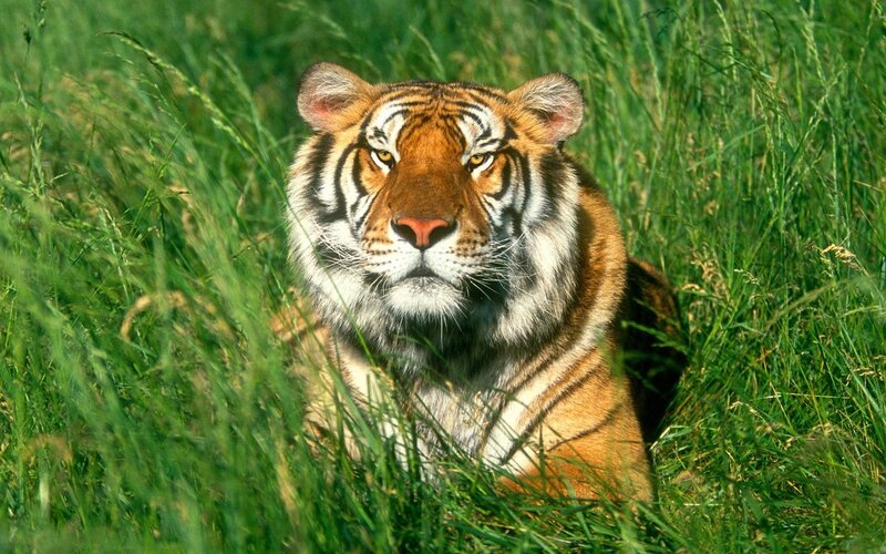 tiger in tall grass