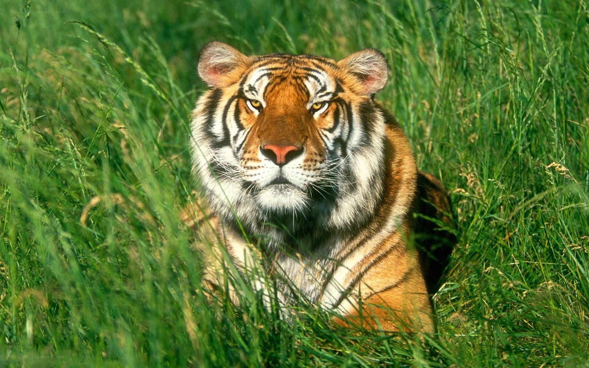 tiger in tall grass