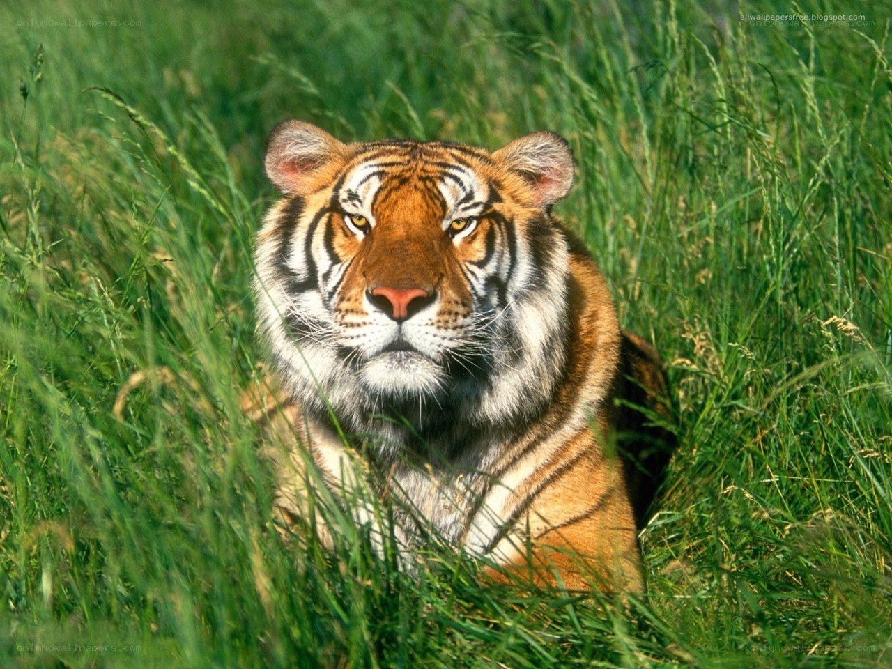 tiger in tall grass