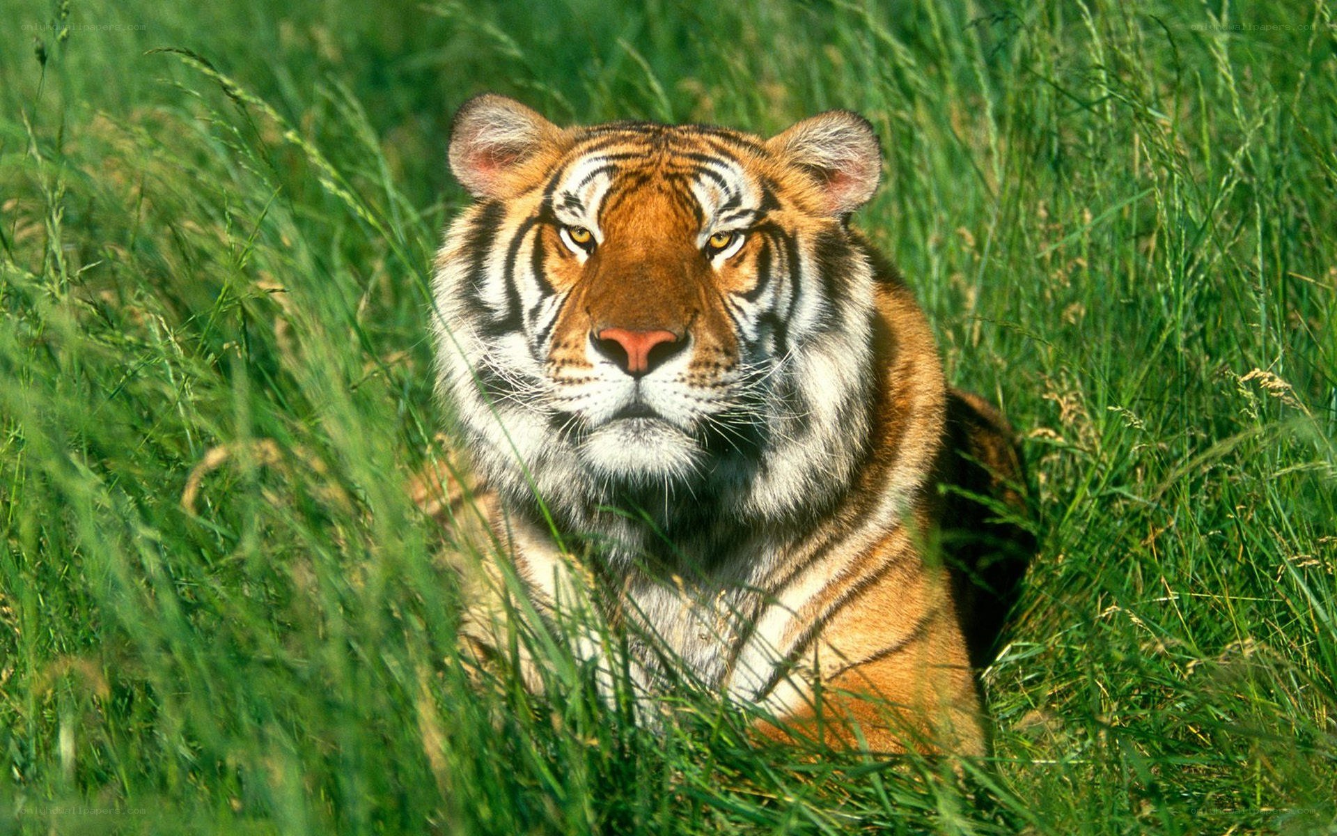Tiger in tall grass
