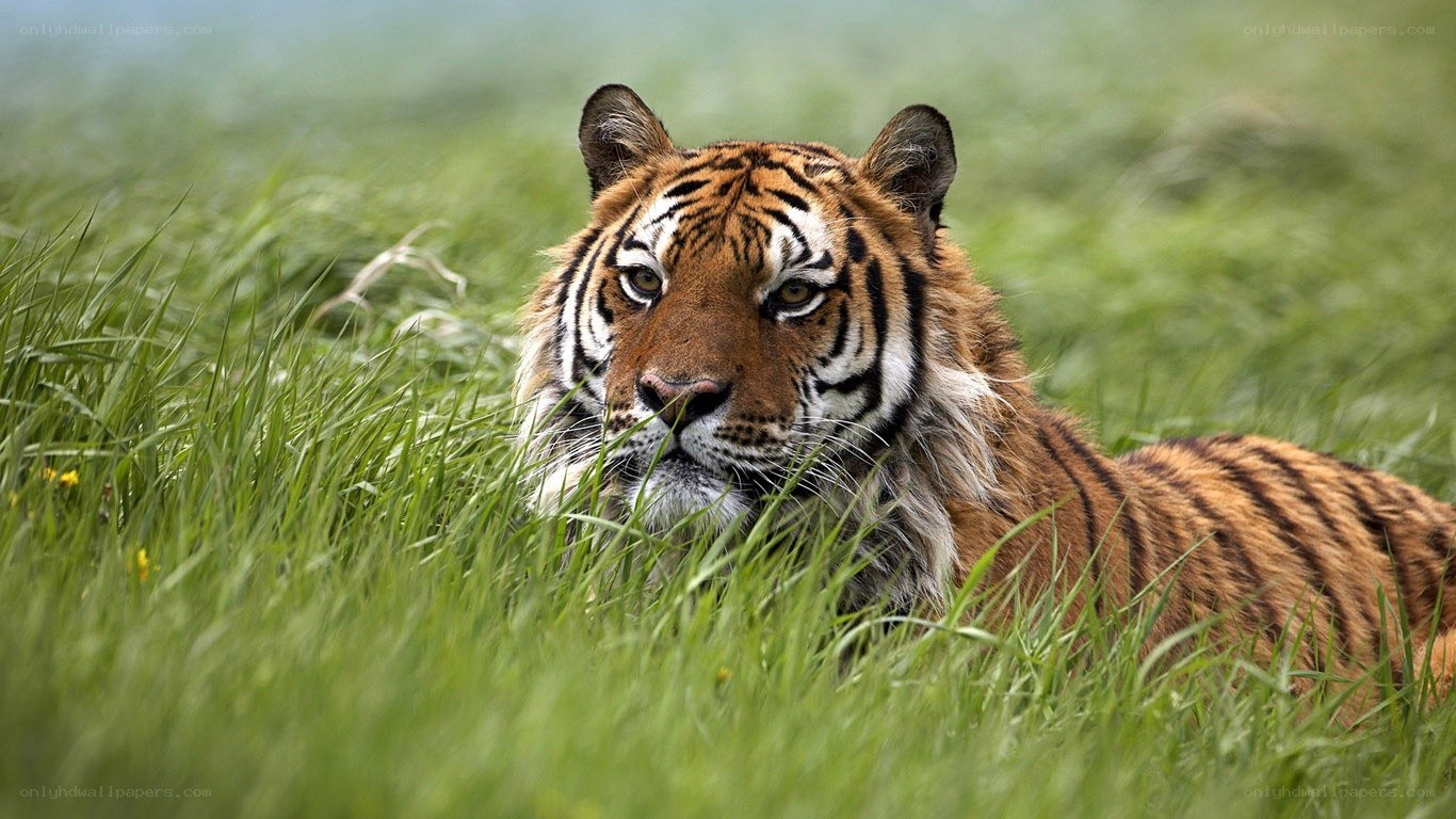 Tiger in tall grass