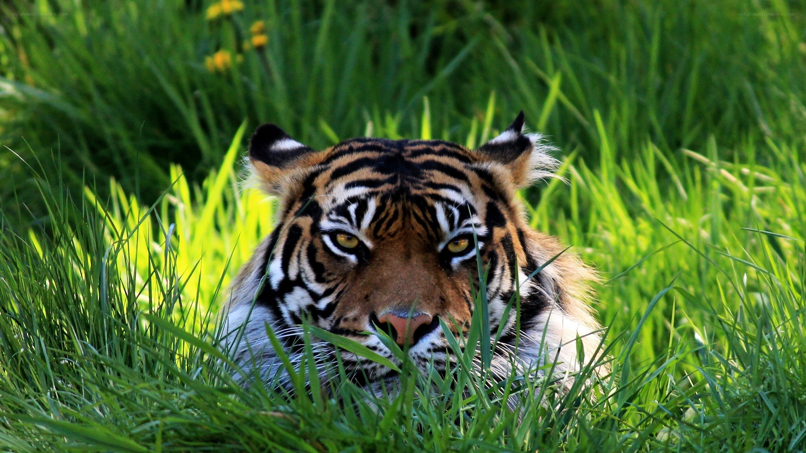 tiger in tall grass