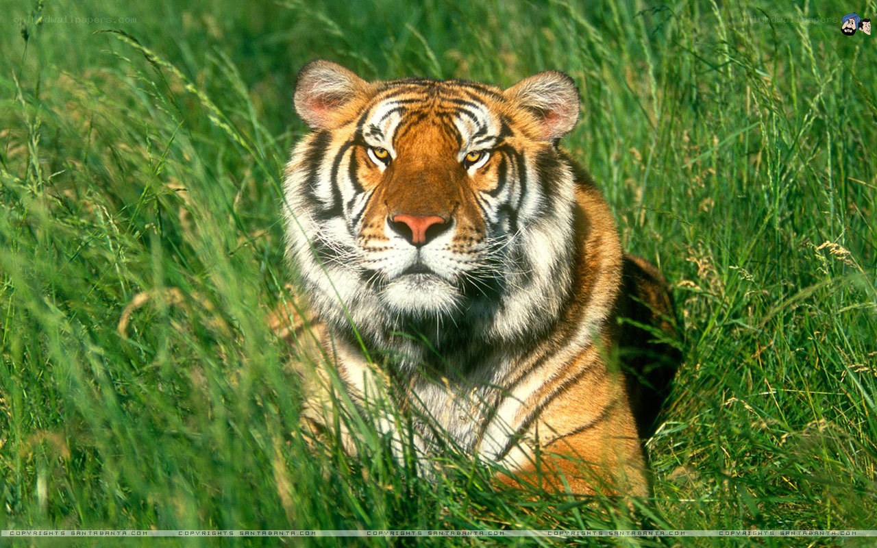 tiger in tall grass