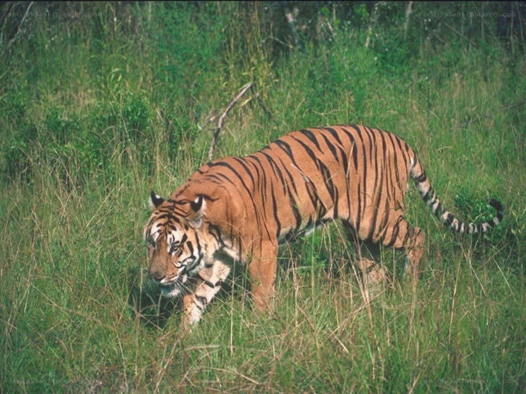 tiger in tall grass