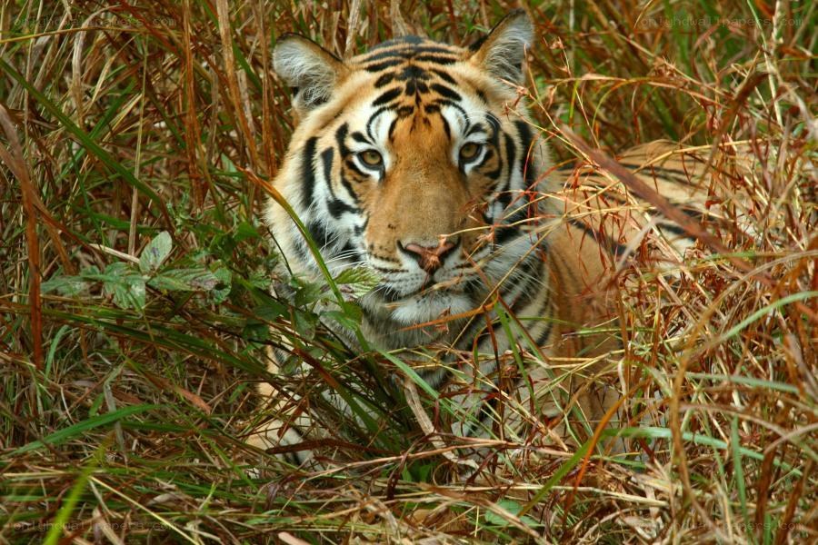 tiger in tall grass