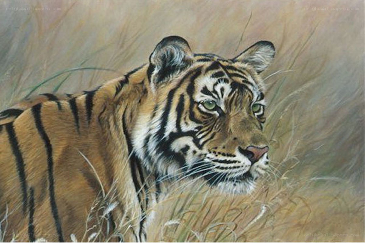 tiger in tall grass