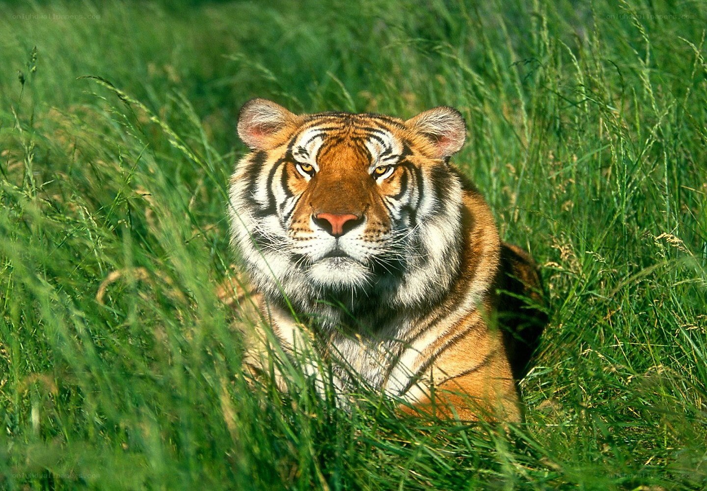 Tiger in tall grass