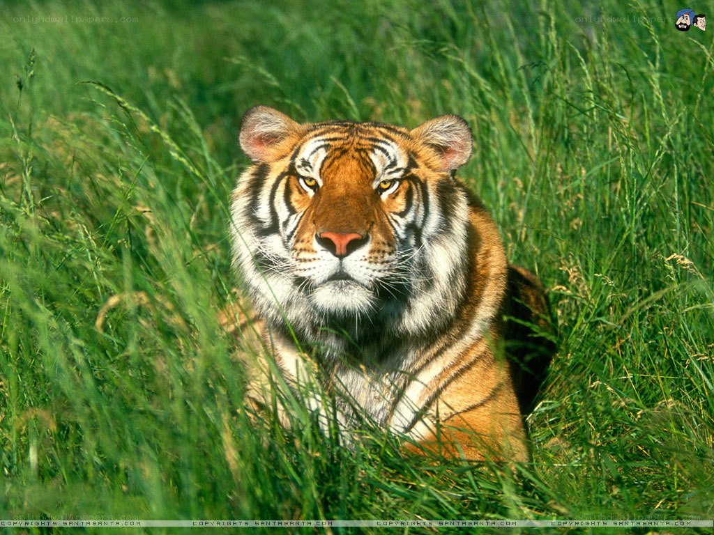 Tiger in tall grass