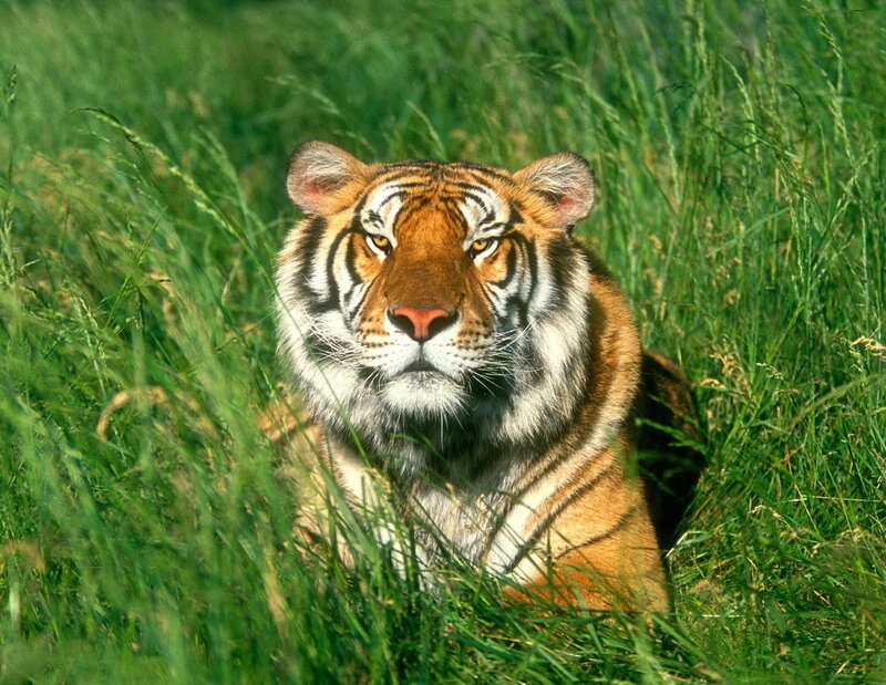 Tiger in tall grass