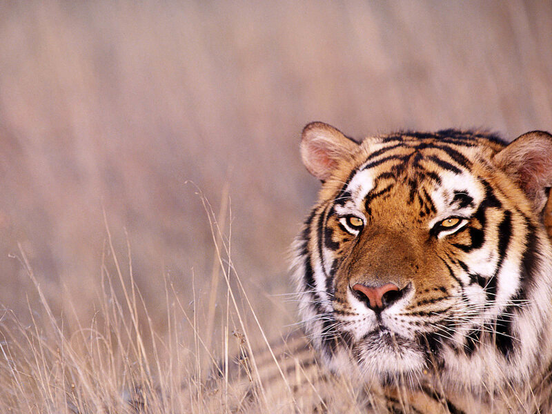 tiger in tall grass