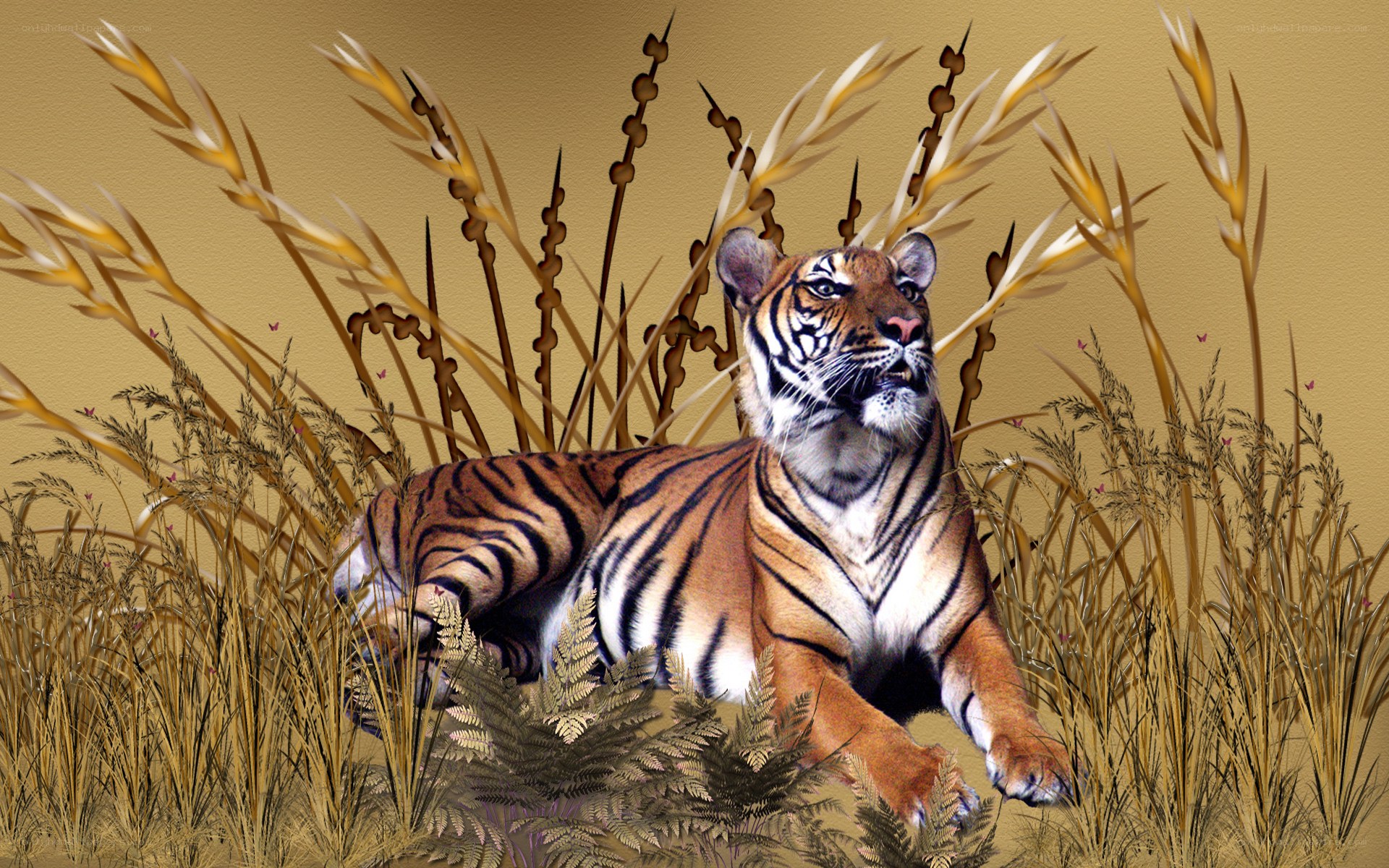Tiger in tall grass
