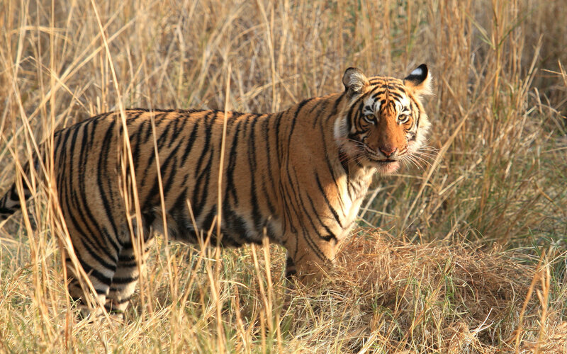 Tiger in tall grass