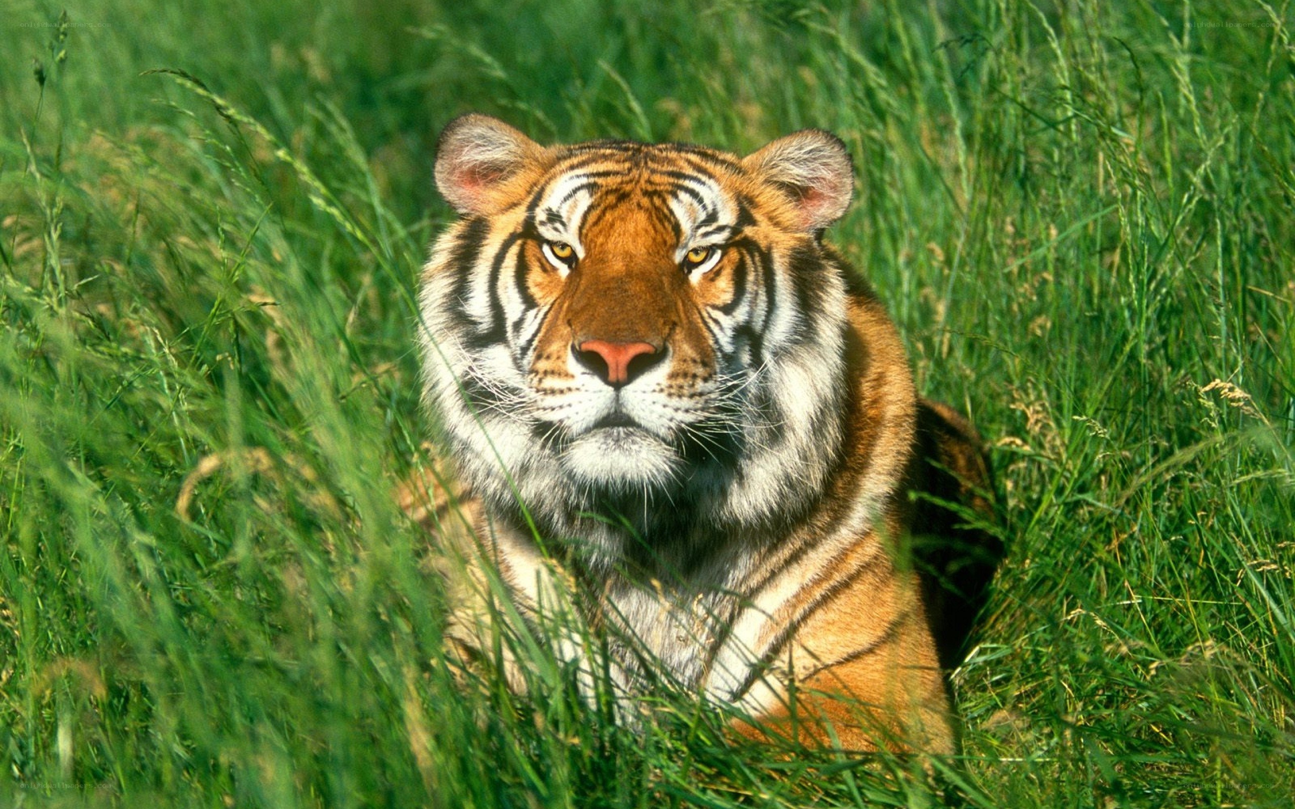 Tiger in tall grass