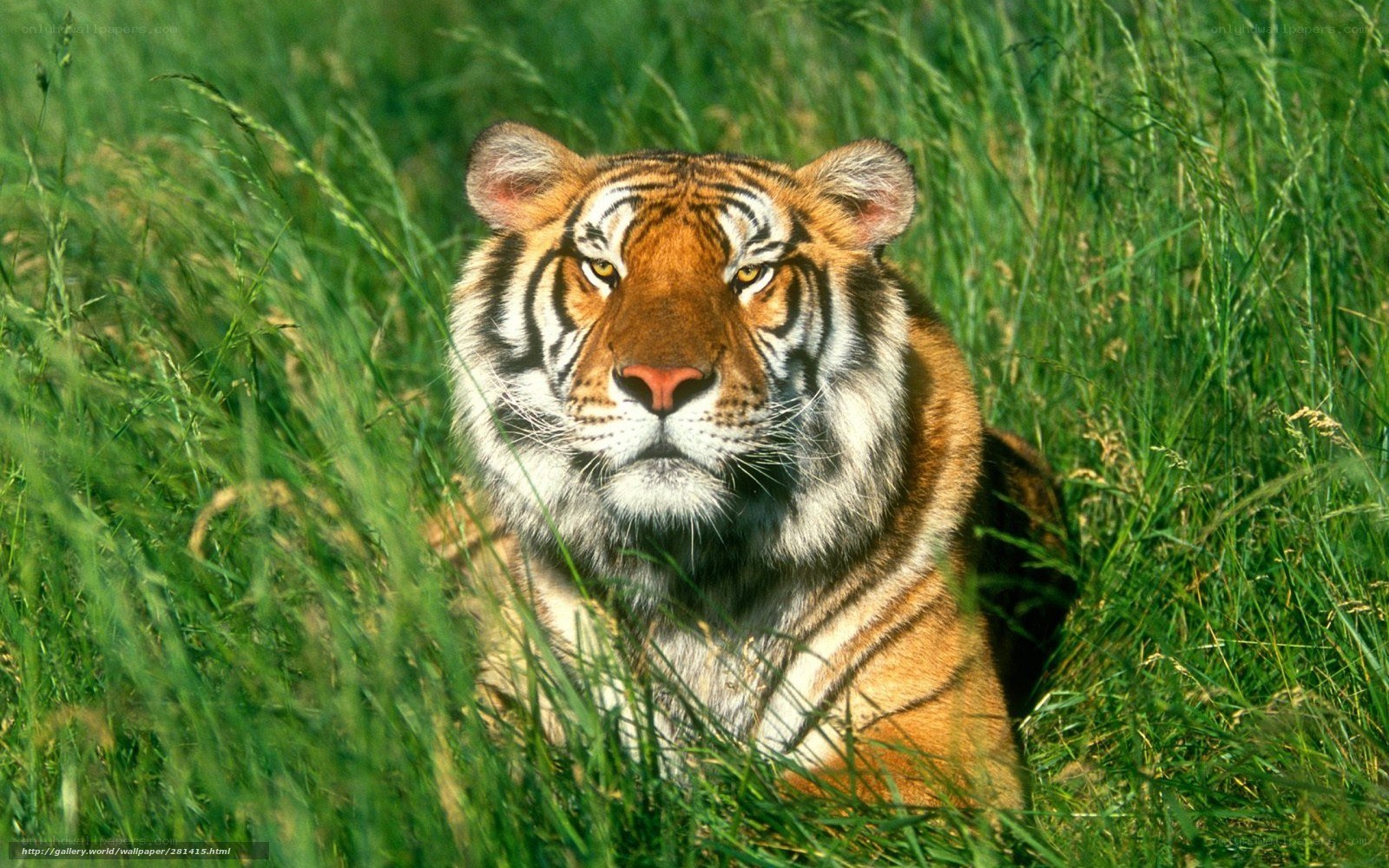 tiger in tall grass