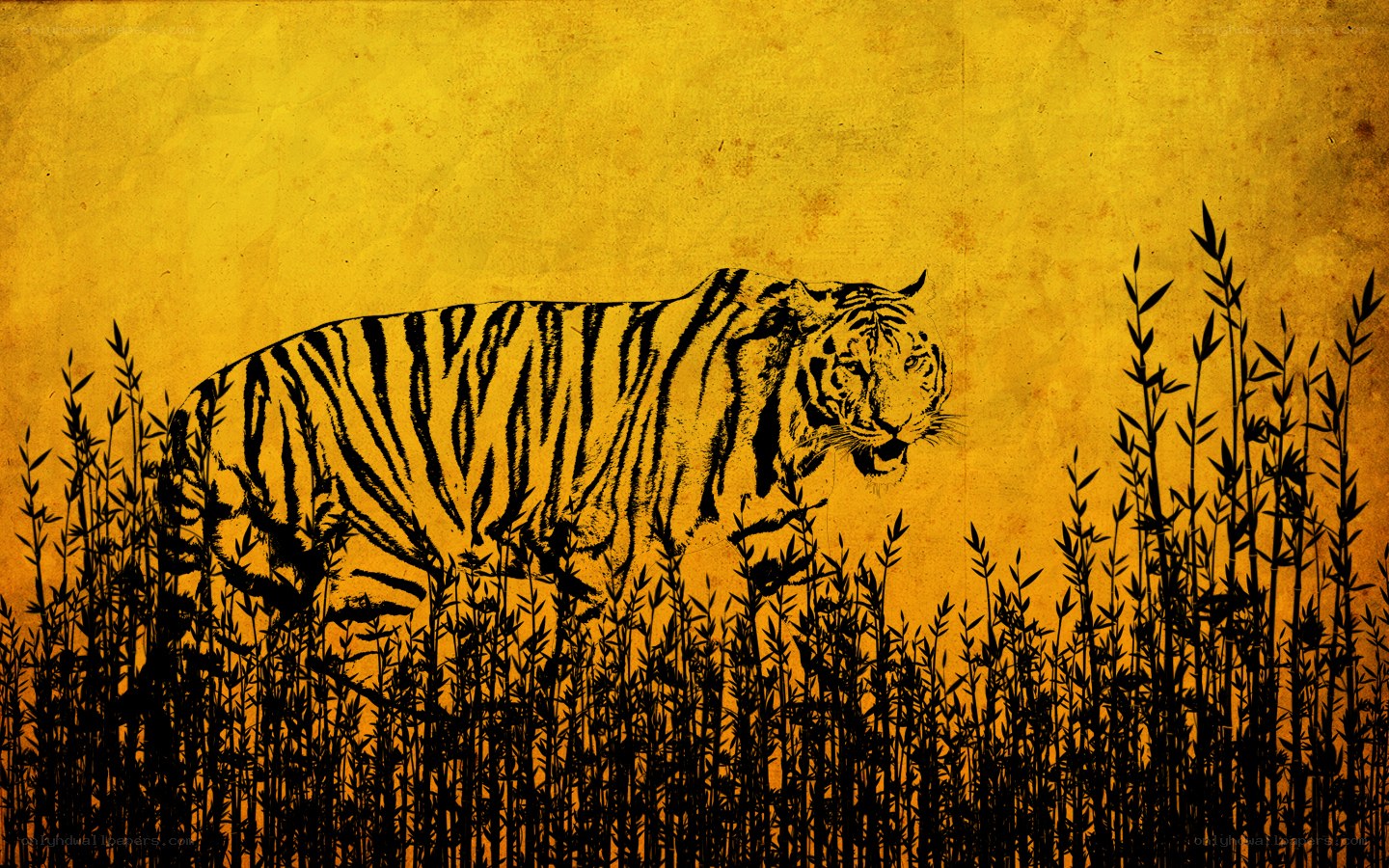 tiger in tall grass