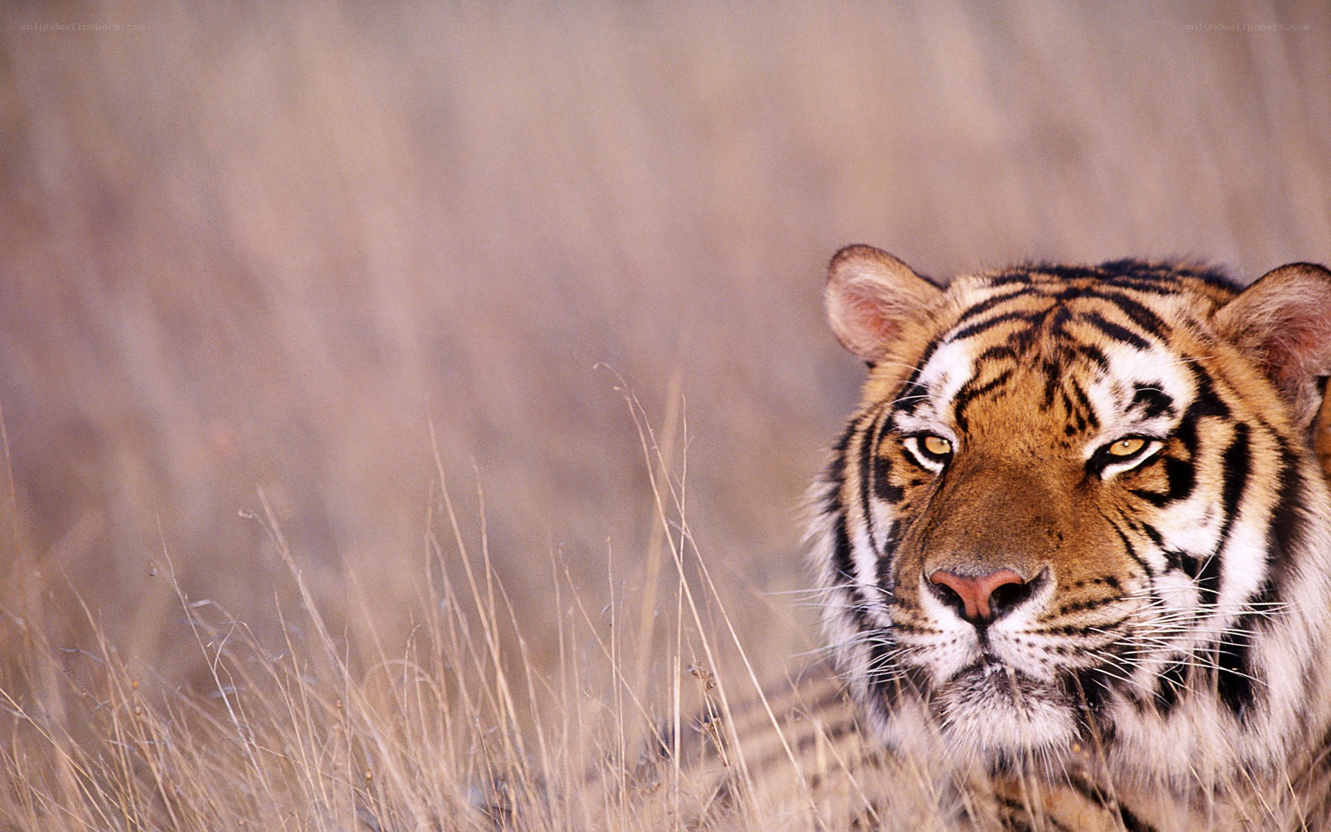 tiger in tall grass