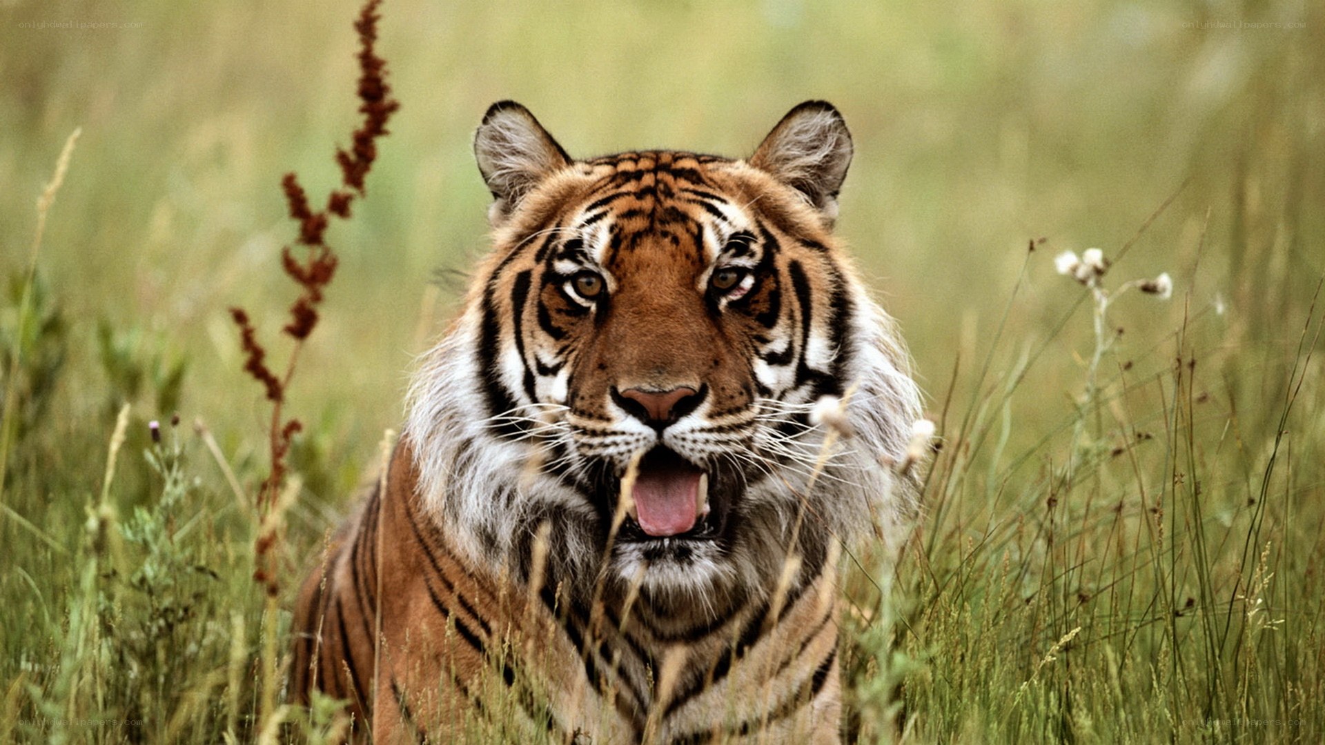tiger in tall grass