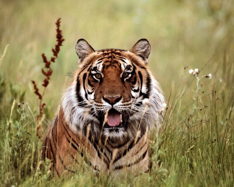 Tiger in Tall Grass — Brown, Alert, Afternoon, Photograph, Plant