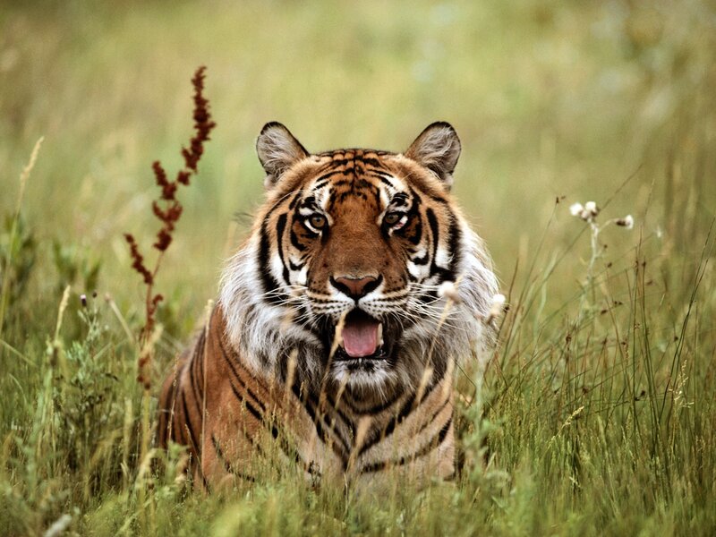 Tiger in Tall Grass — Brown, Alert, Afternoon, Photograph, Plants
