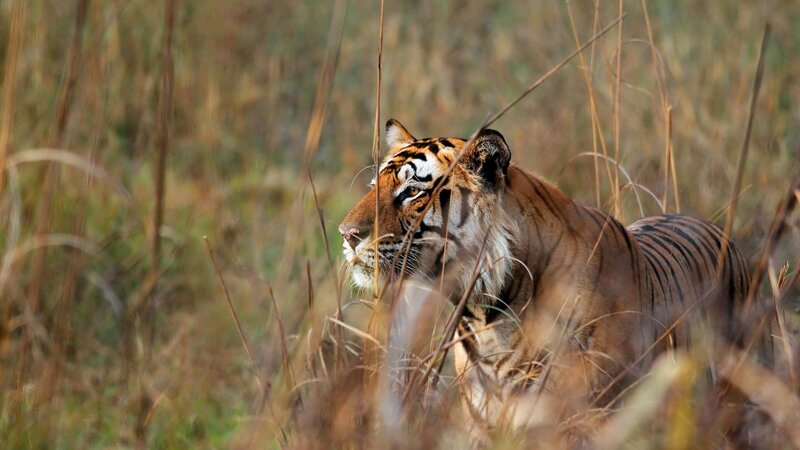 Tiger in Tall Grass — Brown, Alert, Afternoon, Photograph, Tall Grass