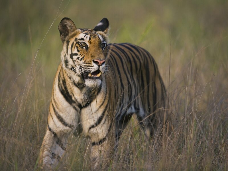 Tiger in Tall Grass — Brown, Alert, Afternoon, Photograph, Wildlife