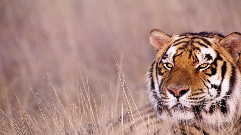 Tiger in Tall Grass — Brown, Alert