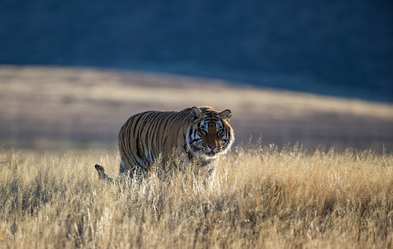 Tiger in Tall Grass — Brown, Dramatic