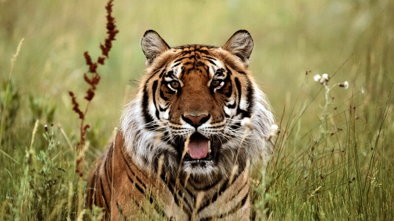 Tiger in Tall Grass — Brown, Intense, Afternoon, Photograph, Flowers
