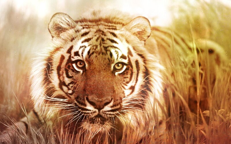 Tiger in Tall Grass — Brown, Intense, Afternoon