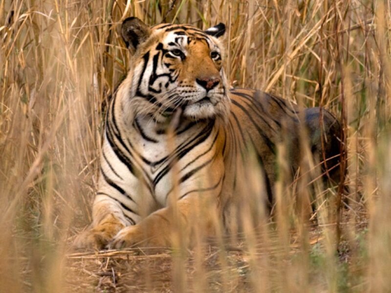 Tiger in Tall Grass — Brown
