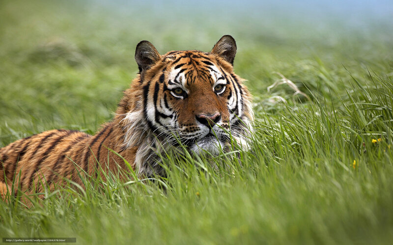 Tiger in Tall Grass — Green, Alert, Afternoon, Photograph, Eyes