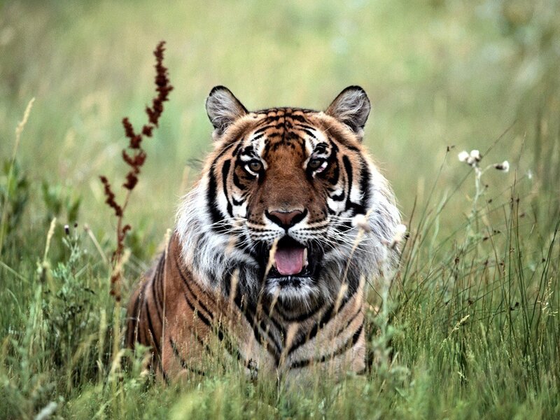 Tiger in Tall Grass — Green, Alert, Afternoon, Photograph, Plant